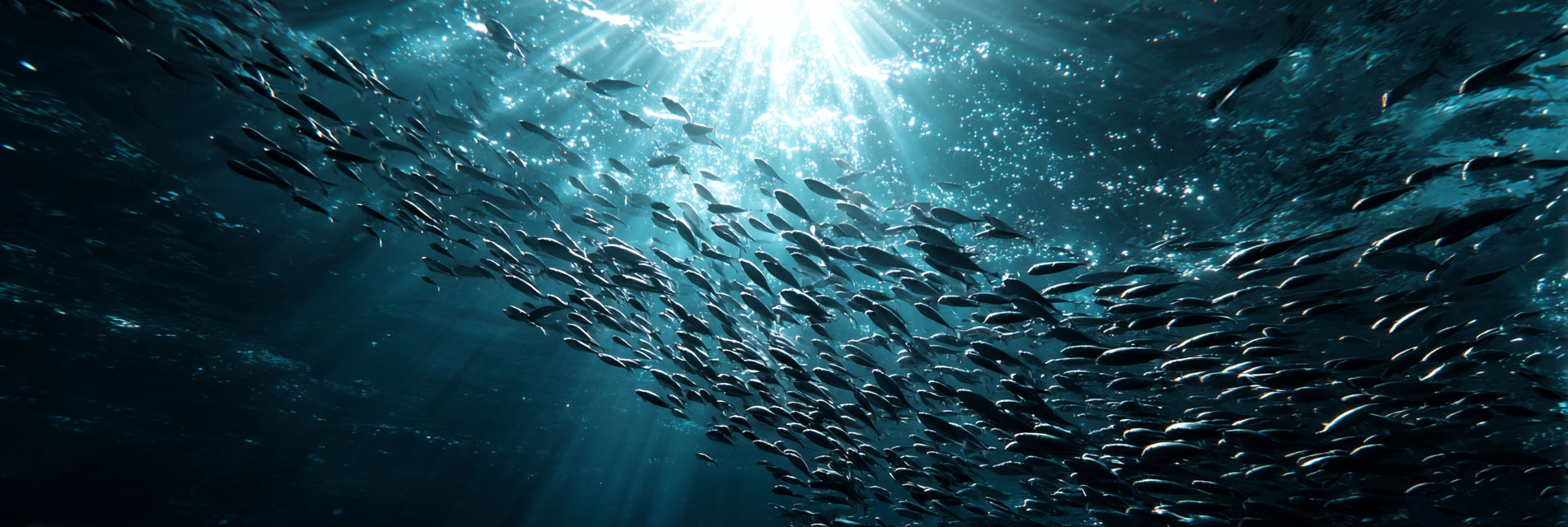 Majestic whale shark gliding through deep blue ocean with diver nearby